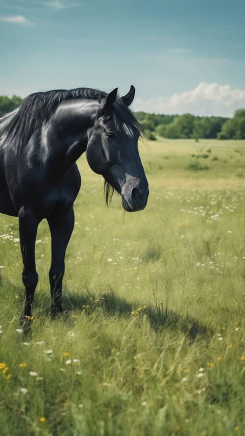 Старая черная лошадь пасется на пышном лугу под ясным голубым небом.