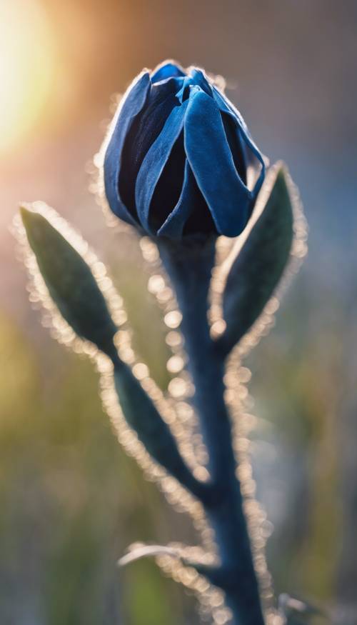 Kuncup bunga berwarna hitam dan biru, hampir mekar, dengan latar belakang matahari pagi.