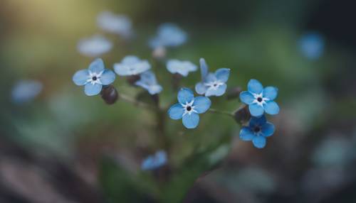 A cluster of forget-me-nots, delicate and blue, nestled snugly under the cool canopy of a lush forest. Tapeta [7ec848646b25494393b8]