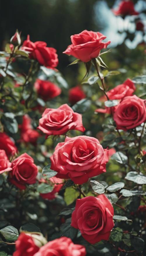 Red roses in full bloom in a well-kept flower garden.