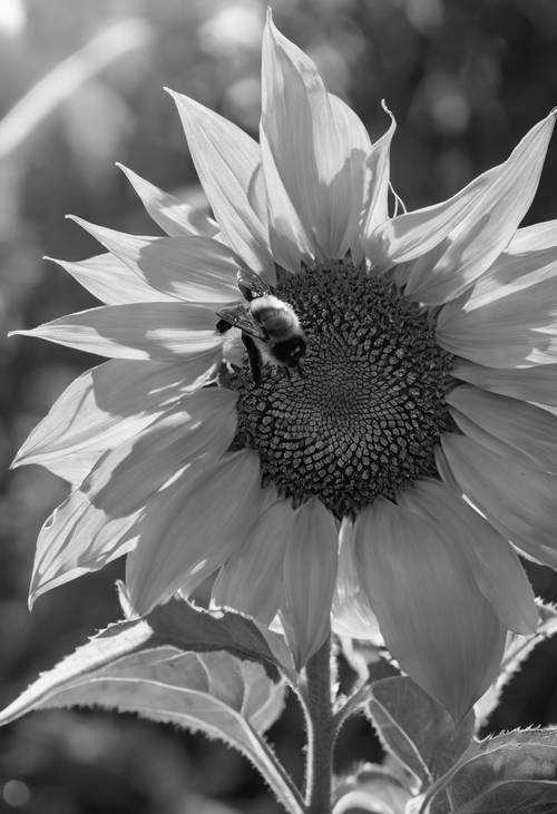 A black and white picture of a sunflower with a bee collecting nectar.