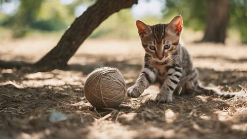 ลูกแมว Ocicat กำลังเล่นปล้ำกับลูกบอลเชือกอย่างสนุกสนาน ใต้ร่มเงาของต้นโอ๊กเก่าแก่ในช่วงบ่ายฤดูร้อนที่อากาศอบอุ่น