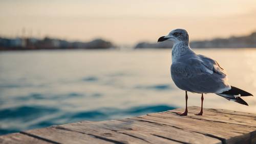 A close-up of a gray seagull perched on a wooden pier, with the blue ocean in the background.