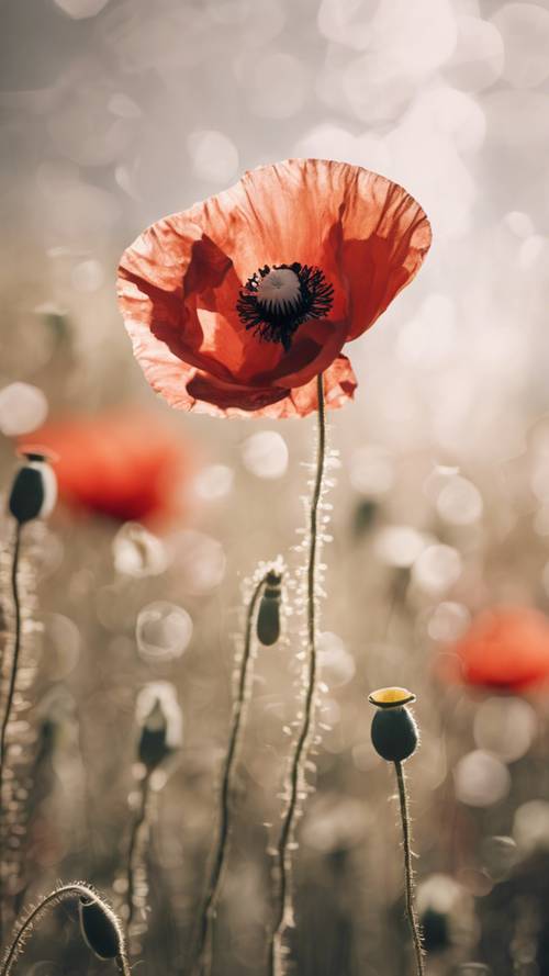 An isolated poppy with petals falling to symbolize remembrance day.
