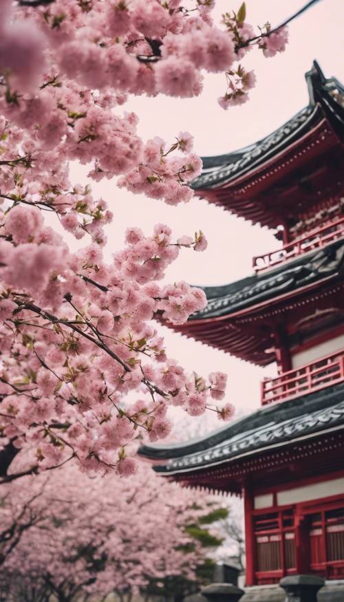 Ein Kirschblütenbaum in voller Blüte, seine Zweige sind schwer mit zarten rosa Blüten, vor der Kulisse eines traditionellen japanischen Tempels.