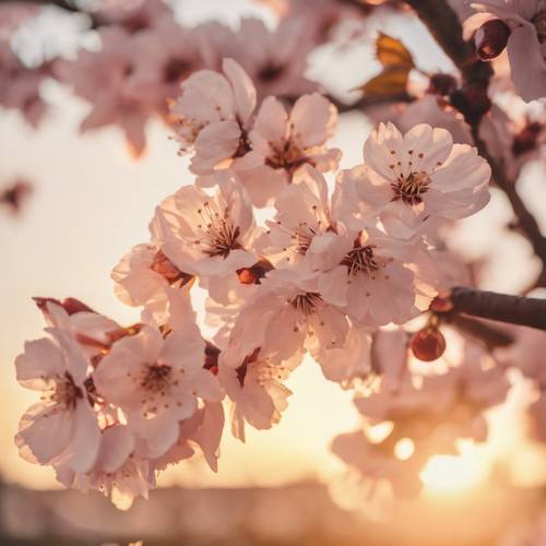 一棵盛开的古老樱花树，沐浴在落日的金色光芒中。