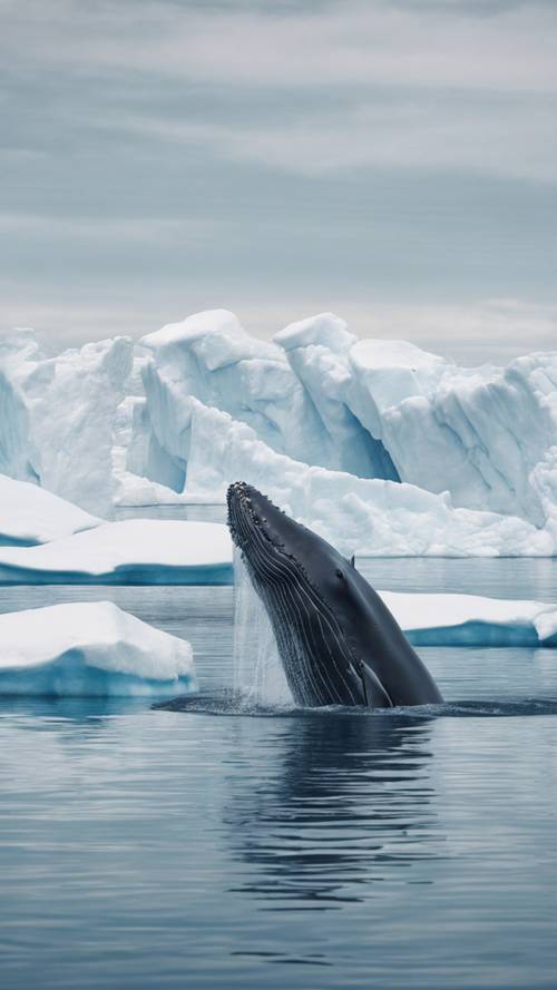 A blue whale surfacing in a calm sea with white arctic icebergs in the background.
