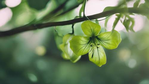 Flores verdes con pétalos rizados que cuelgan de un árbol tropical.