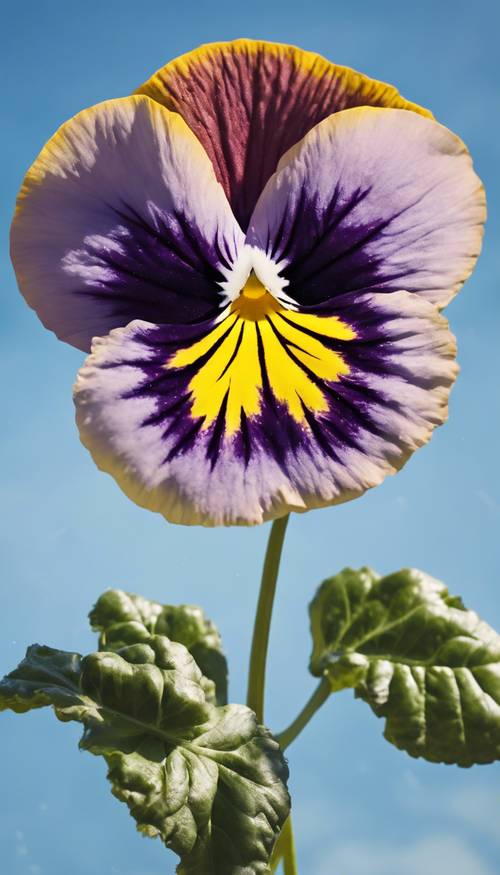 A surreal image of a gigantic pansy floating in the clear blue sky just like a cloud.