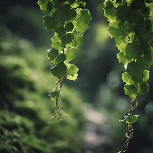 Obraz solidnej zielonej winorośli schodzącej w głęboką dolinę.