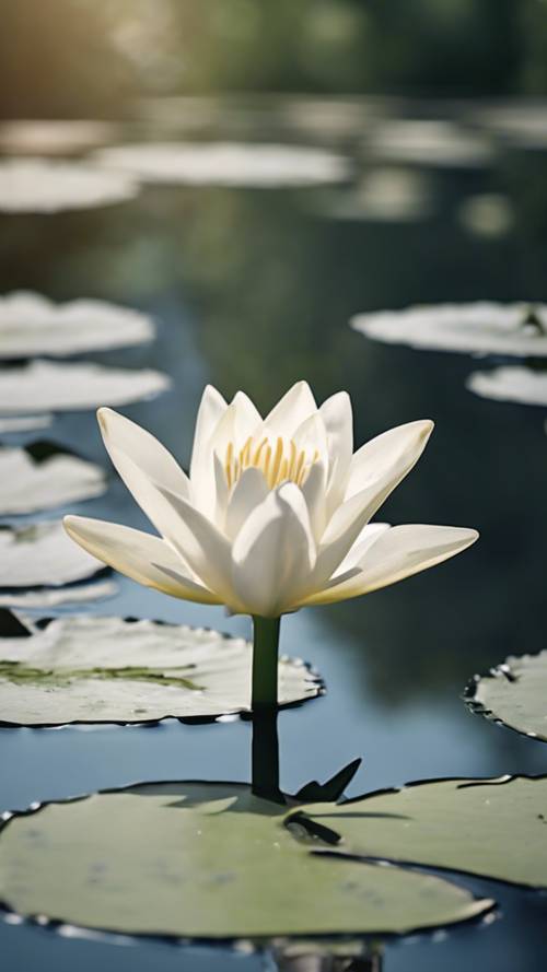 Белая лилия сидит на кувшинке, окруженной безмятежным прудом с отражением неба.