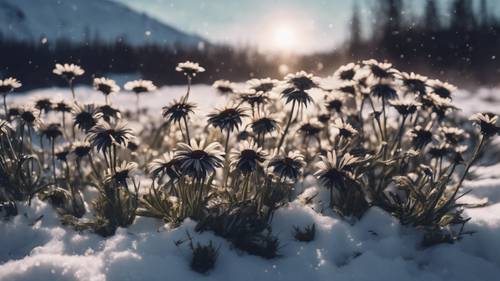 Un fantastico dipinto surrealista di margherite nere che crescono nella neve sotto una maestosa luce settentrionale.