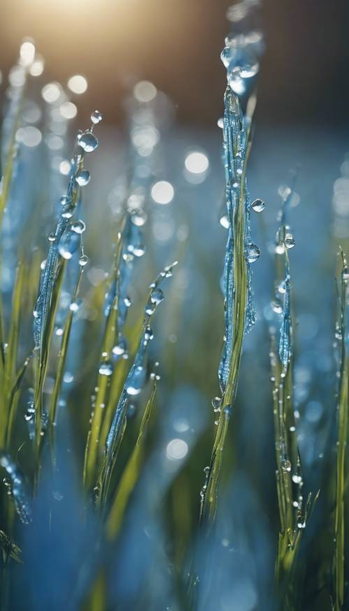 A close-up shot of the morning dew clinging to each blade of blue grass.