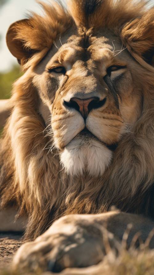 Un paesaggio sereno con un leone che dorme pacificamente sotto il caldo sole estivo, come simbolo dello zodiaco del Leone.