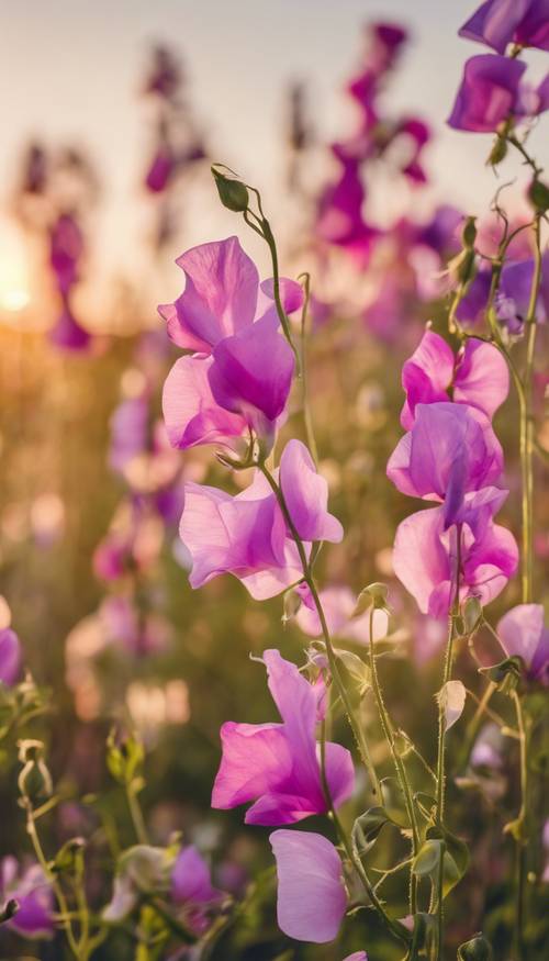 A field full of blooming sweet pea flowers bathed in the golden rays of a summer sunset. Tapeta [320347c8445b4a83a418]