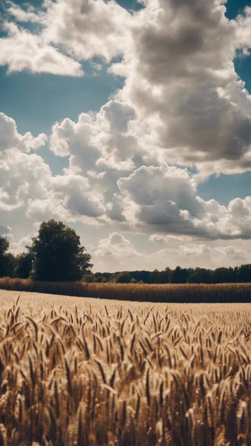 Fluffy white clouds dancing against a bright blue sky, casting shadows on an autumnal golden wheat field below.