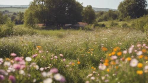 Uma cena rural pacífica com um campo de flores silvestres, a citação &quot;Quem é lento para a raiva é melhor do que o poderoso&quot; aparecendo entre as flores.