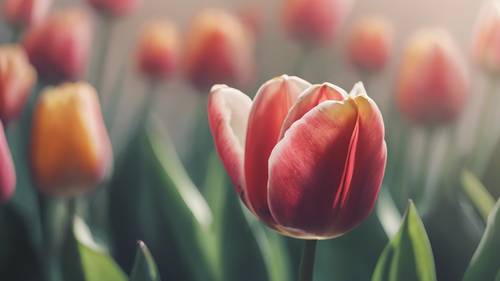 Un gif de un capullo de tulipán que se convierte en una hermosa flor.