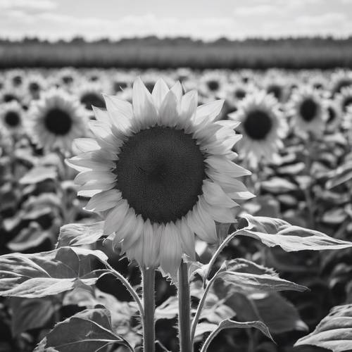 Dense black and white picture of a sunflower field, with a single tall flower in the middle of the scene.