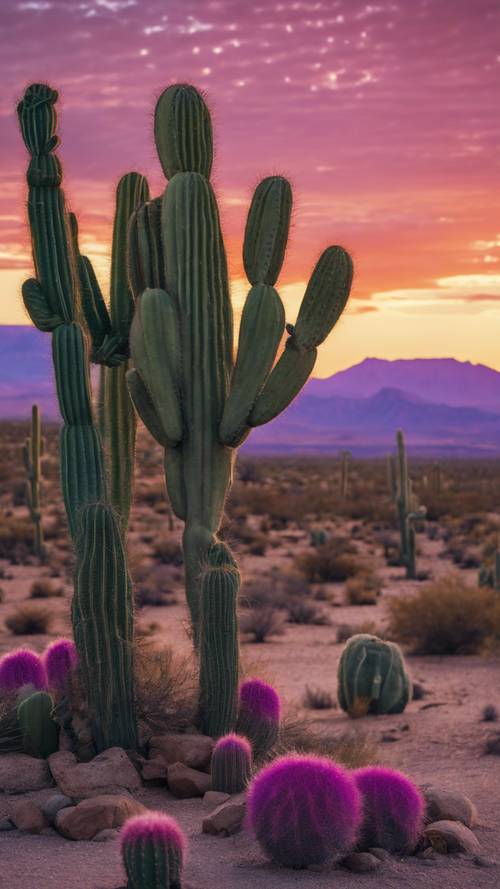 Cacti dotting a picturesque American desert scene at sunset with purple skies.
