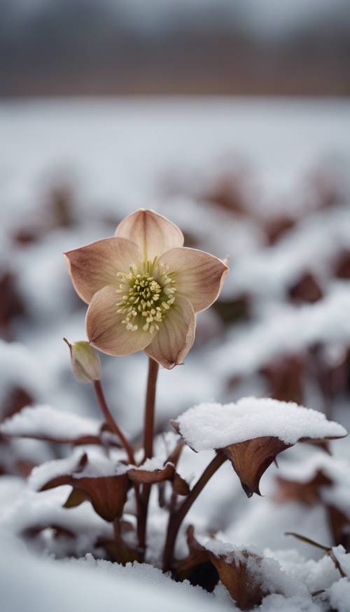 一株棕色嚏根草，也被称为冬玫瑰，坐落在一片雪原中。