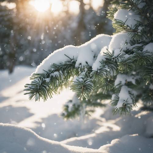 Un árbol de hoja perenne envejecido que porta un manto de nieve intensa y sus ramas fuertes y robustas brillan bajo el tenue sol invernal.