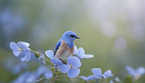 I delicati petali di un fiore di pervinca azzurro catturati da una leggera brezza.