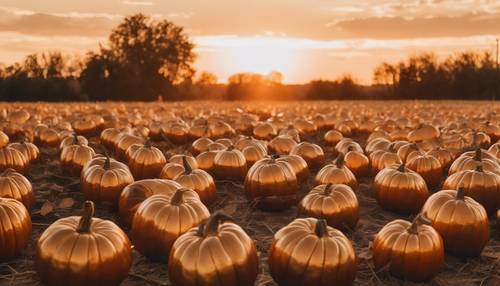 An open field with several gold pumpkins accentuated by a glowing orange sunset. Tapet [d45fb989c3c346f386bc]