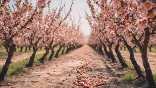 Peach orchard with rows of peach trees in full bloom.