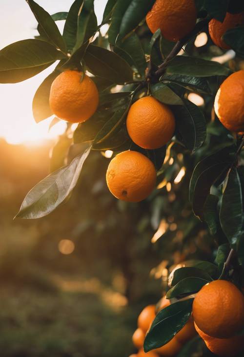 צילום מקרוב של תפוזים בשלים תלויים על עץ, כששמש הערב גורמת להם להיראות כתומים כהים.