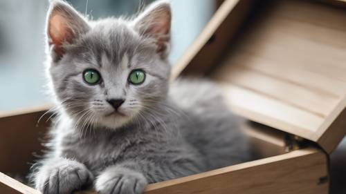 Un gattino grigio argento con occhi verde brillante seduto curiosamente in una scatola di legno.