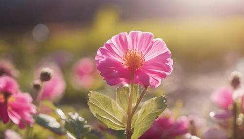 一朵可爱的鲜艳的粉红色花朵在明媚的早晨阳光下盛开。