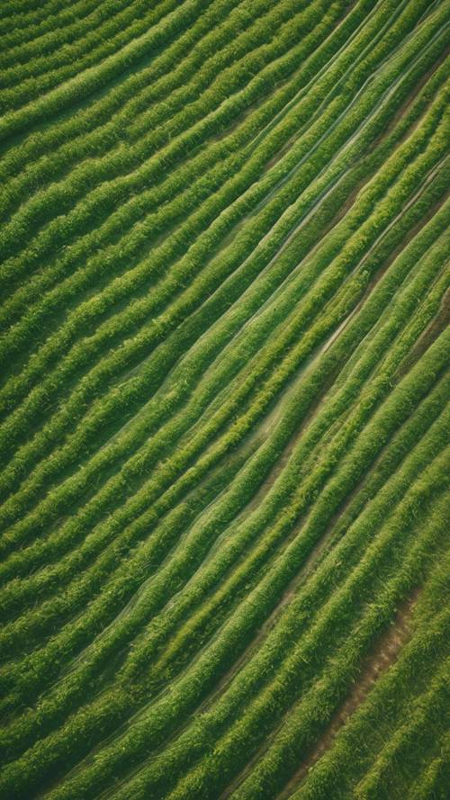 An aerial view of agriculture fields, forming a pattern of green stripes.