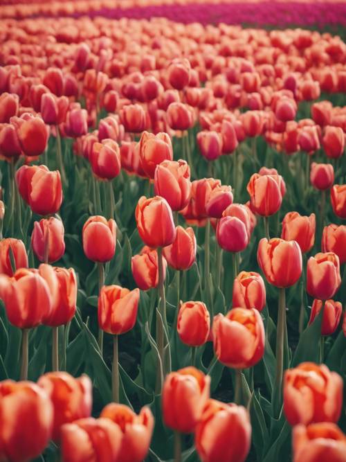 A tulip field depicted with a modern, geometric style.