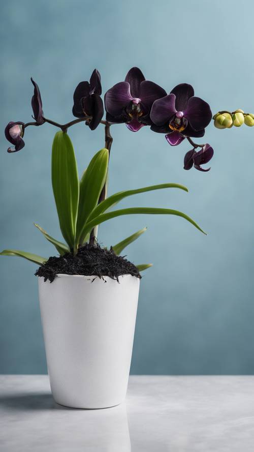 An elegant black orchid centred in a pristine white pot against a soft blue background.