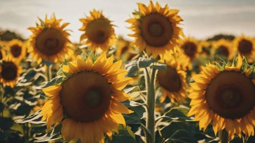 Girasoles girando hacia el sol para crear una cita motivadora con sus patrones amarillos vibrantes. Fondo de pantalla [36198d9aff334b27b743]