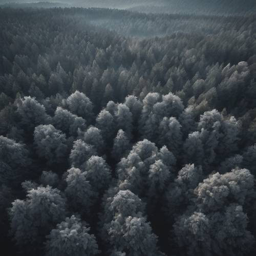 Une vue aérienne d&#39;une forêt dense et grise juste avant le lever du soleil.