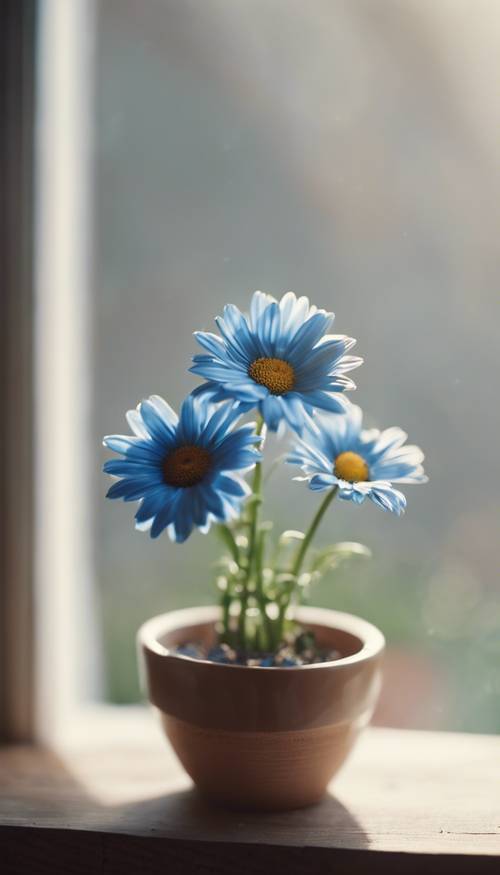 Bunga aster biru ditanam dalam pot keramik di ambang jendela kayu.