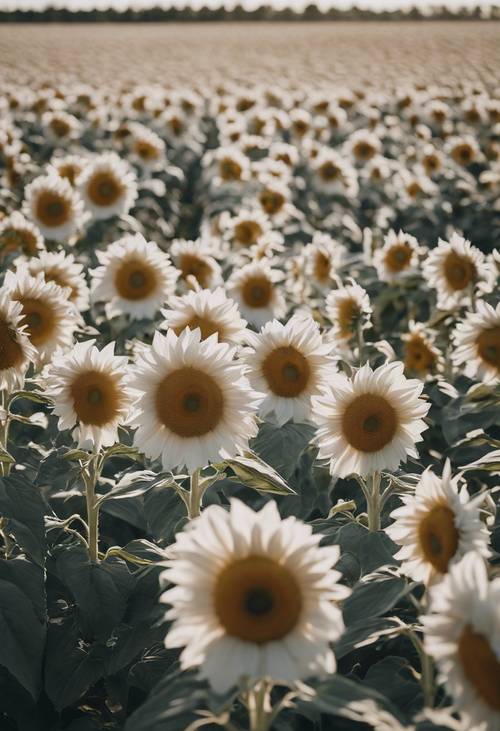 صفوف عديدة من زهور عباد الشمس البيضاء الرائعة تقف بثبات في مواجهة الرياح القوية داخل مزرعة واسعة النطاق.