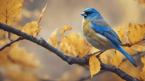 Niebieska zięba siedząca na gałęzi żółtego drzewa o jesiennych liściach.