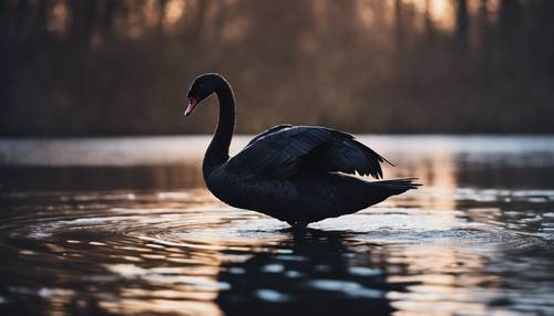 Un cigno nero che scivola sulla superficie scura di uno stagno immobile, illuminato dalla luna.