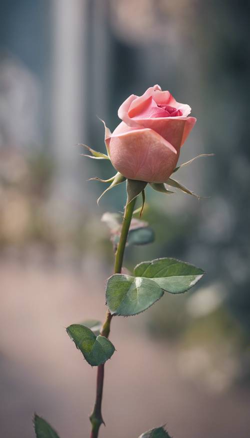 一朵可愛的玫瑰花蕾即將開放。