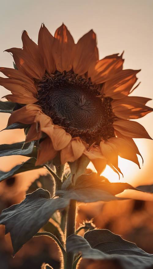 Detailed close up of a black sunflower blooming against a sunset orange sky.