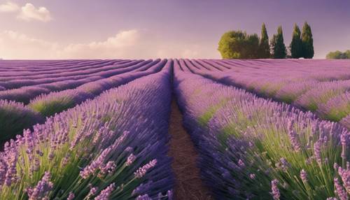A field of stylish, preppy lavender rows extending towards the horizon under the scorching midsummer sun. Behang [f8e1daa62f3f4a3f80a4]