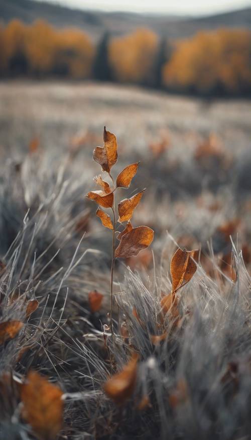 Un campo autunnale grigio e freddo, il vento secco fruscia le foglie scarse.