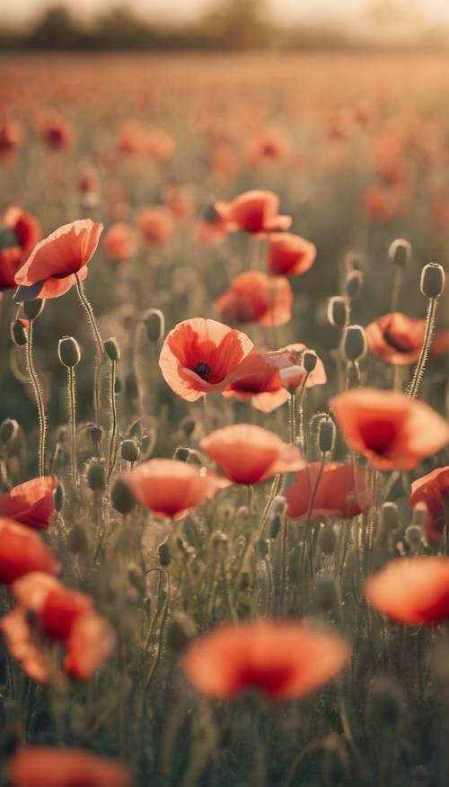 A field of poppies in full bloom during sunrise, with the vintage hues of the sun tinging the scene with soft pastels. Tapeta na zeď [f01523fa119d40a79d22]