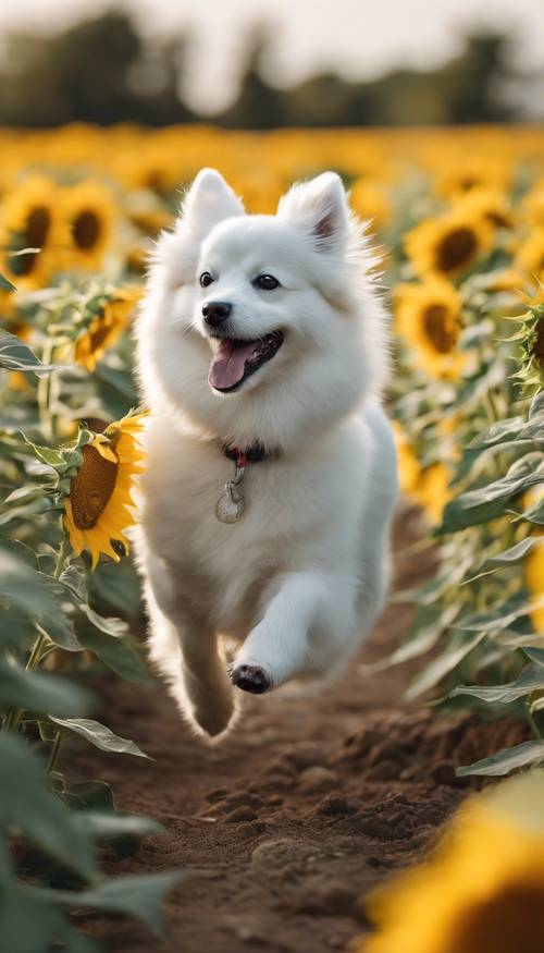 Spitz Jepang putih yang cantik berlari dengan gembira di ladang bunga matahari pada hari musim panas yang cerah.