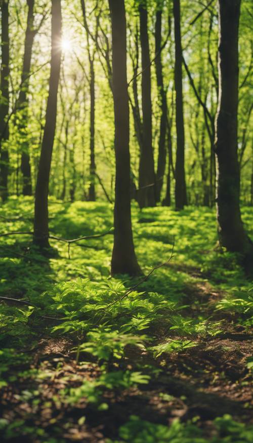 Залитый солнцем лес ранней весной с яркими зелеными листьями, распускающимися на деревьях.