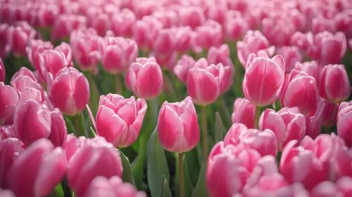 Eine Gruppe rosa Tulpen, die eine perfekte Herzform bilden.