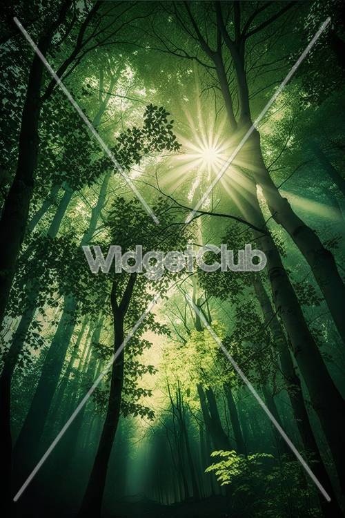Misty Green Forest Rays
